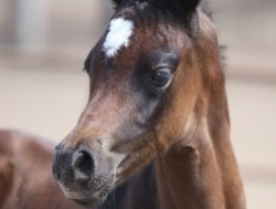 Regal Splendar Head Shot