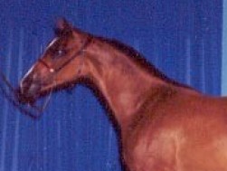 Gdwara Yearling