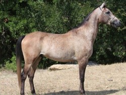 Regal ET