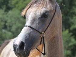 Mercedese