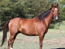 Regal II
