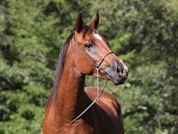 regal II