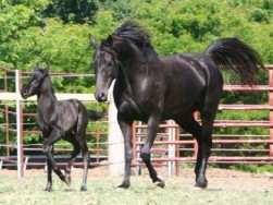 Kaldonia with her Burning Sand Filly