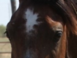 Regal Splendar