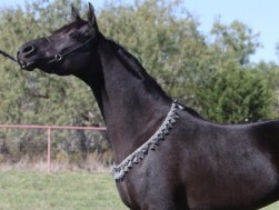 RAMSES RAVEN