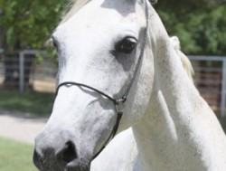 Dynamika at 26 years old, 2013