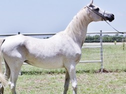 Dynamika At 26 years old, 6/22/2013