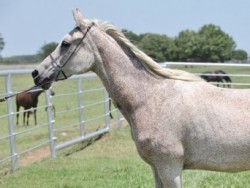 Polliana (*Bandos X FR POLONAISE) 1986 photo June 2013
