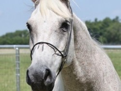 Cassels Gazella (BRUSALLY ORSALIN X CASSELS GAMIRO) 1989