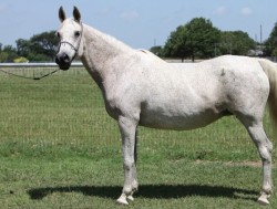 Cassels Gazella (BRUSALLY ORSALIN X CASSELS GAMIRO) 1989