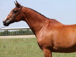 Wijenna (Tallin X WARKA) 1988 Photo June 2013