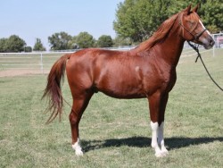 Copper 2013