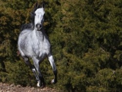 Kwiksand (2015) 15 HH