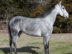 Kwiksand (2015) 15 HH
