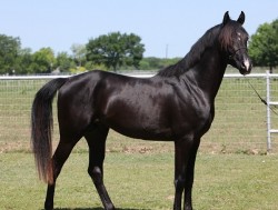 ALLAS (Dallas without a 