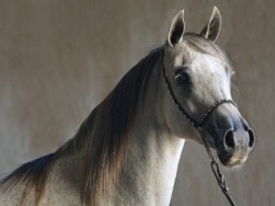 Ardenia (*Equifor x Ardegnia)