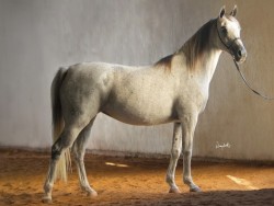 Ardenia (*Equifor x Ardegnia)