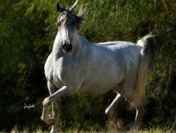 Ardenia (*Equifor x Ardegnia)