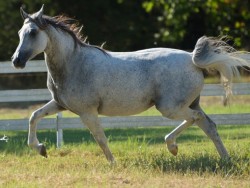 Ardenia (*Equifor x Ardegnia)