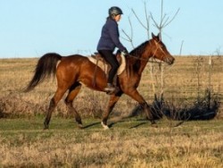 Paislea