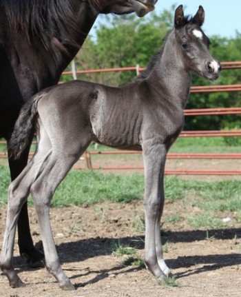 Allas April 2012 Colt